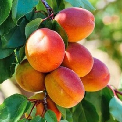 Саженец абрикоса "Хачалаба"